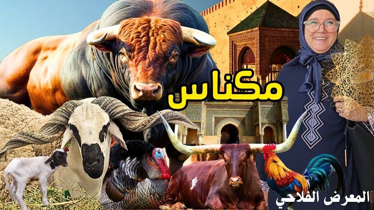 المعرض الدولي للفلاحة في مكناس 2025 الاكبر في العالم 😯