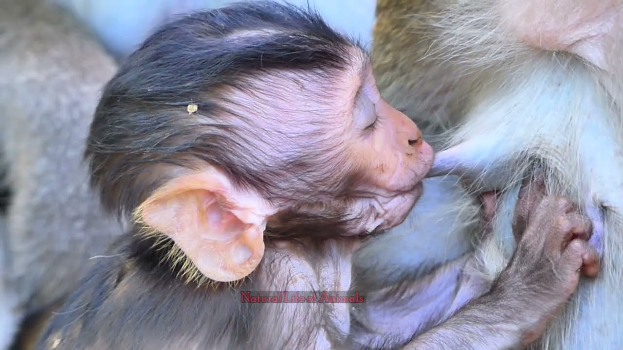 OMG...! April Started to Weaning Aubrey a pity baby Monkey | Natural Life of Animals
