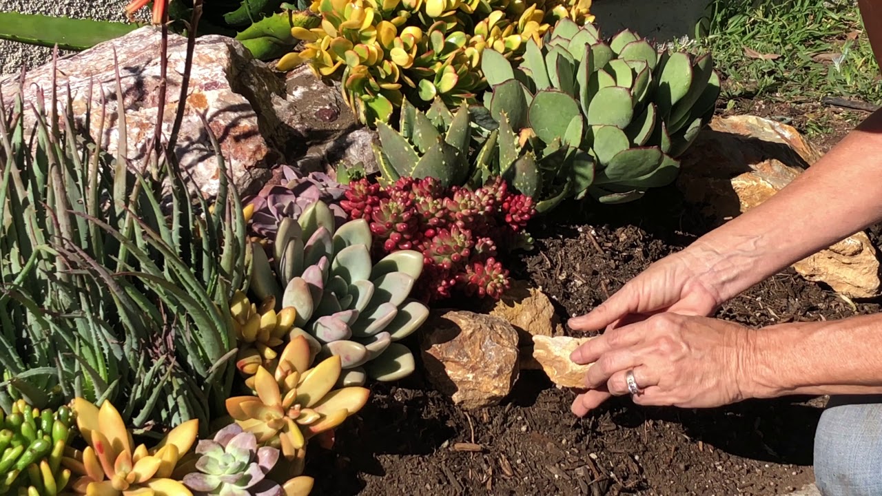 Day Two of Succulent Garden Installation in Coronado, Ca (1-4-19)