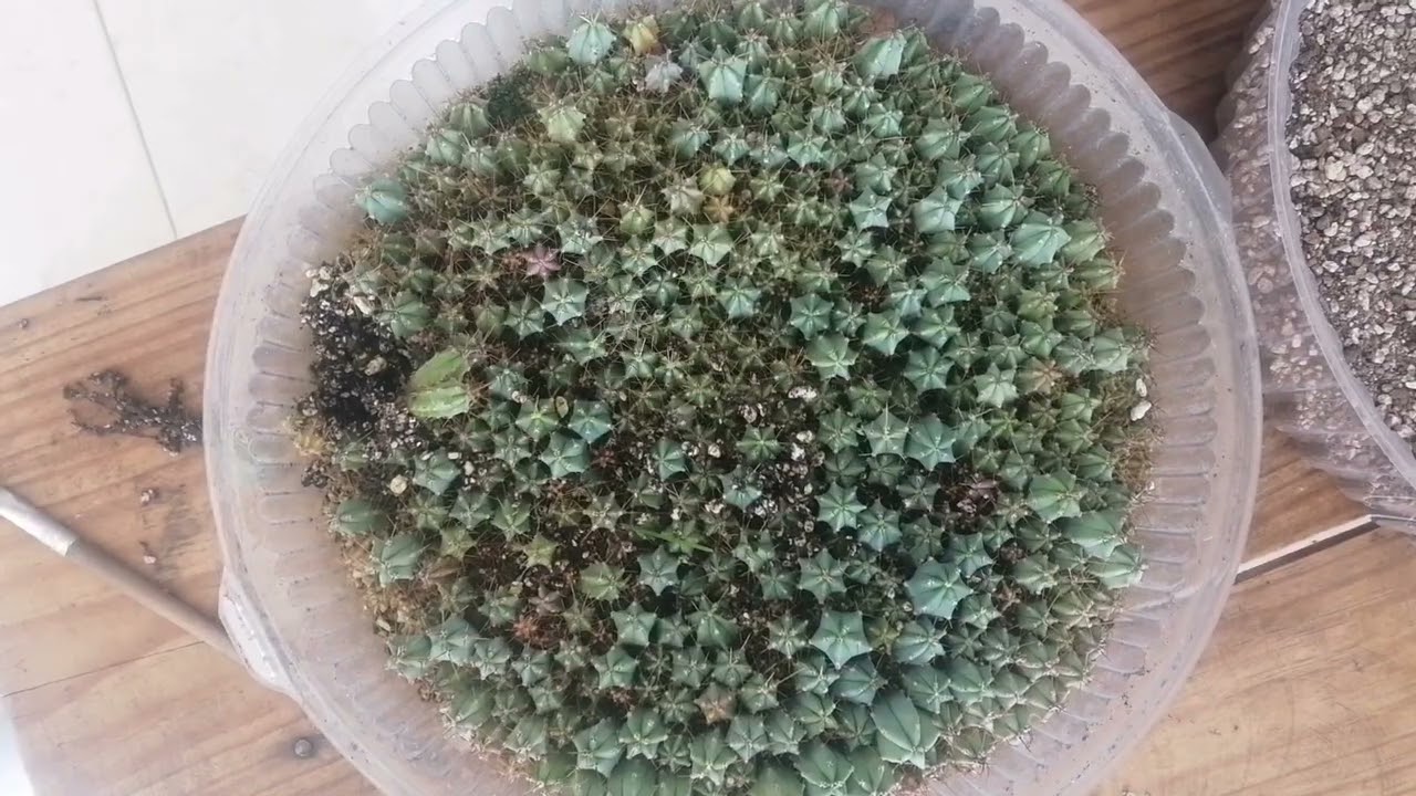 REPIQUE DE CACTUS DANDO UN EFECTO INVERNADERO