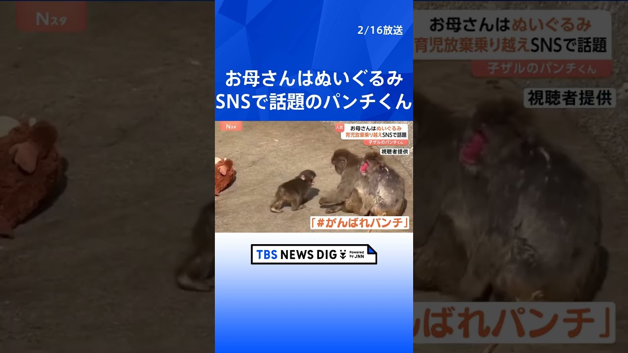 「#がんばれパンチ」ぬいぐるみを母親代わりに育つサルの「パンチ」くんに反響　母ザルが育児放棄　SNSで投稿相次ぎ来園者数&ldquo;2倍&rdquo;に　千葉・市川市動植物園｜TBS NEWS DIG #shorts