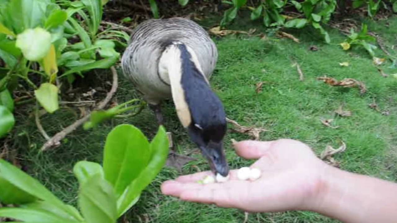 Hawaii Life : Hawaiian Goose 