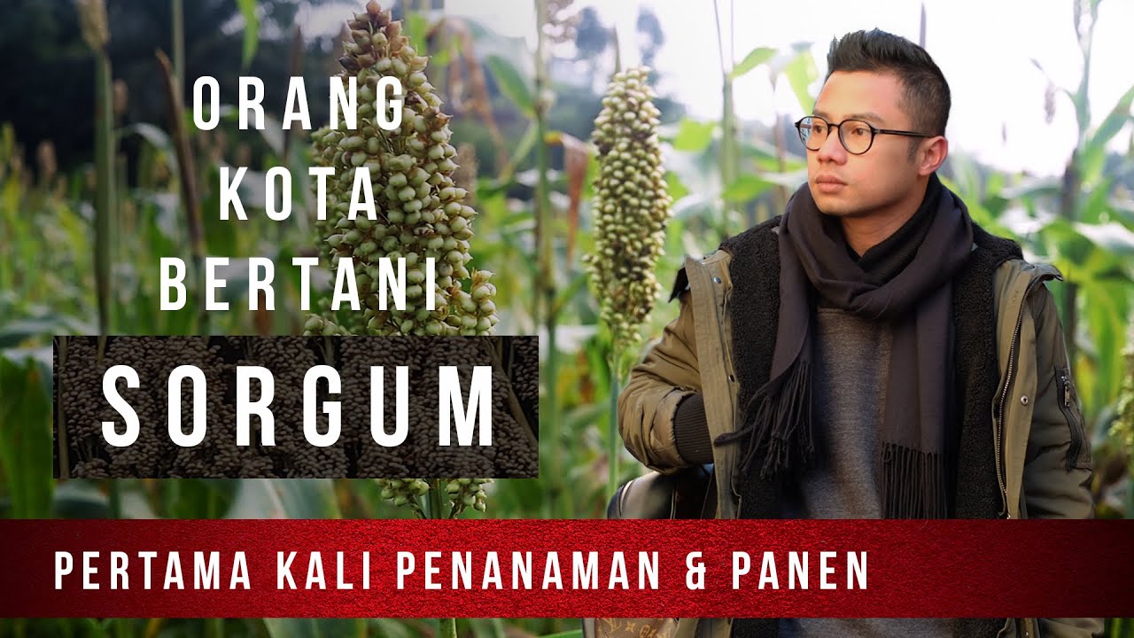 Orang Kota Bertani Sorgum! Nanam & Panen Sorgum Pertama Kali di Bukit Algoritma Cikidang, Sukabumi