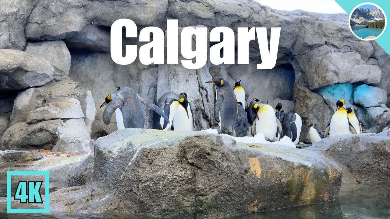 🐧 Walking Tour of Calgary Zoo 🇨🇦 Winter 2024