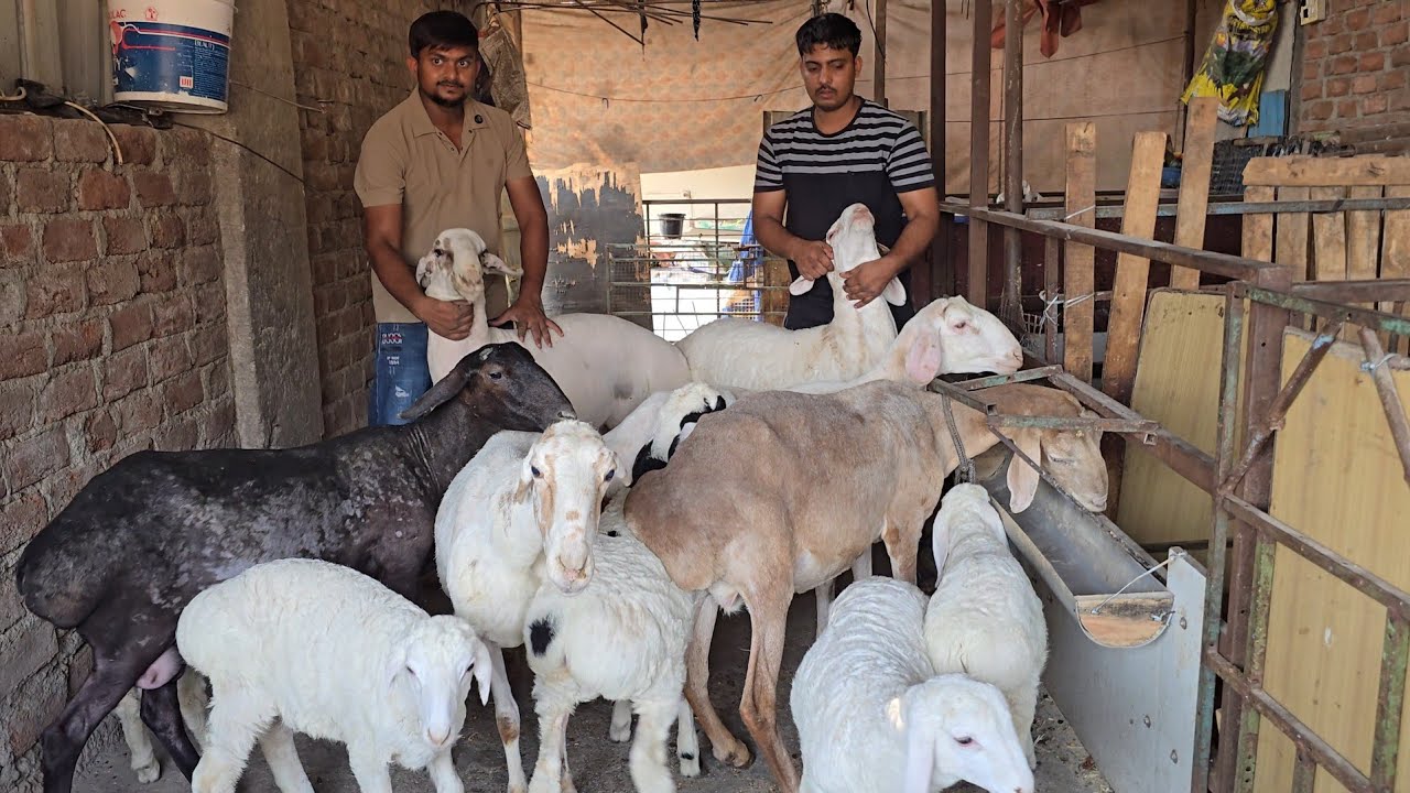 Bhiwandi🔥 Ka Turkey Dumba Breeding Setup Collection Aur Shouk Karo || Arshad Bhai Bhiwandi Mumbai ||