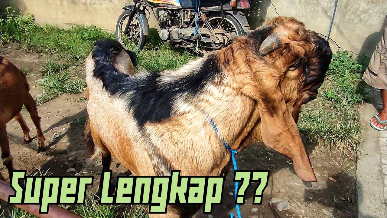 SUPER LENGKAP ??? PASAR BENDILWUNGU TULUNGAGUNG