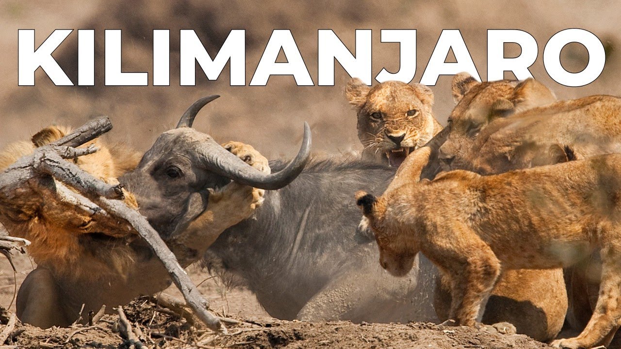 Wild Kilimanjaro | Extreem Overleven Op De Hoogten Van Het Dak Van Afrika – Dierendocumentaire