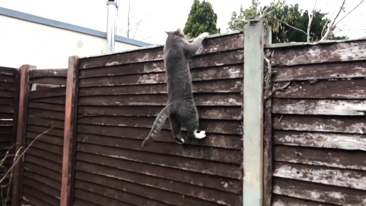 Cat Climbing Down A Fence Backwards #BuddyCat