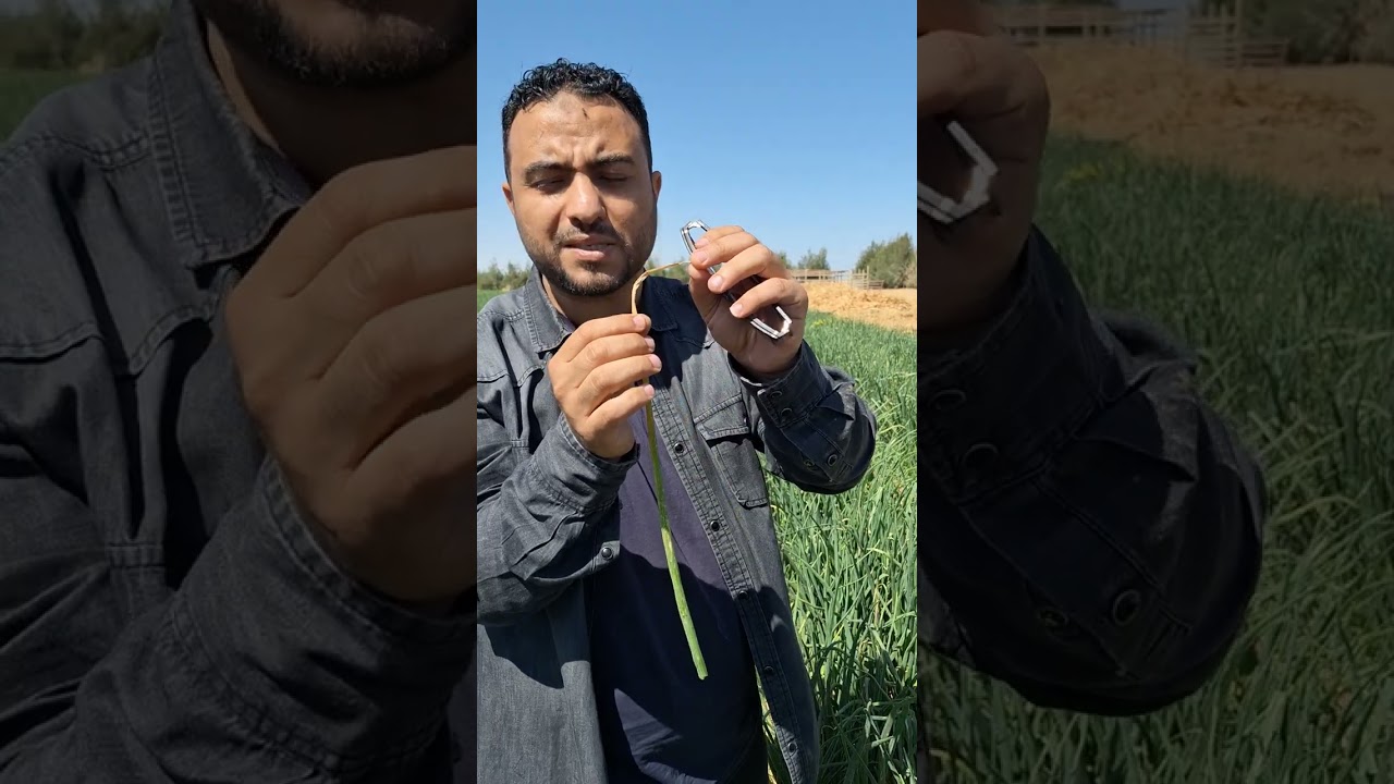 البصل بوترايتس تربس علاج أخطر افات السنه ٢٠٢٤