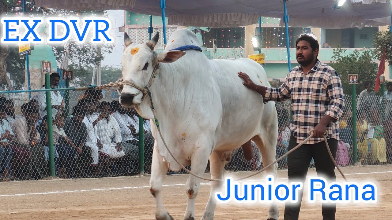 EX DVR MEMORIAL 💥 జూనియర్ రణ 💥