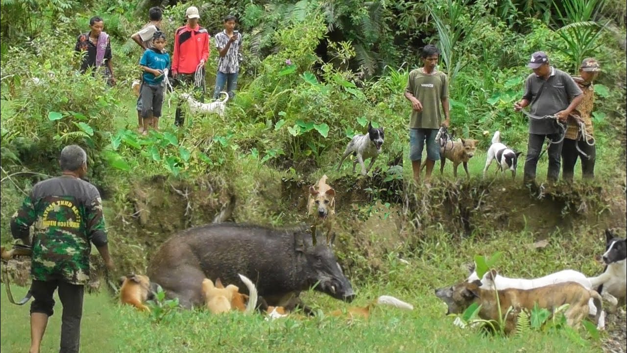 RAJA BABI HUTAN NGAMUK MEMBUAT PARA PEMBURU LARI KETAKUTAN (WILD PIG HUNTING)