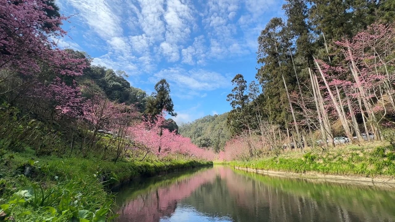 南投・杉林渓で桜が満開！花びら映す「桜の川」幻想的
