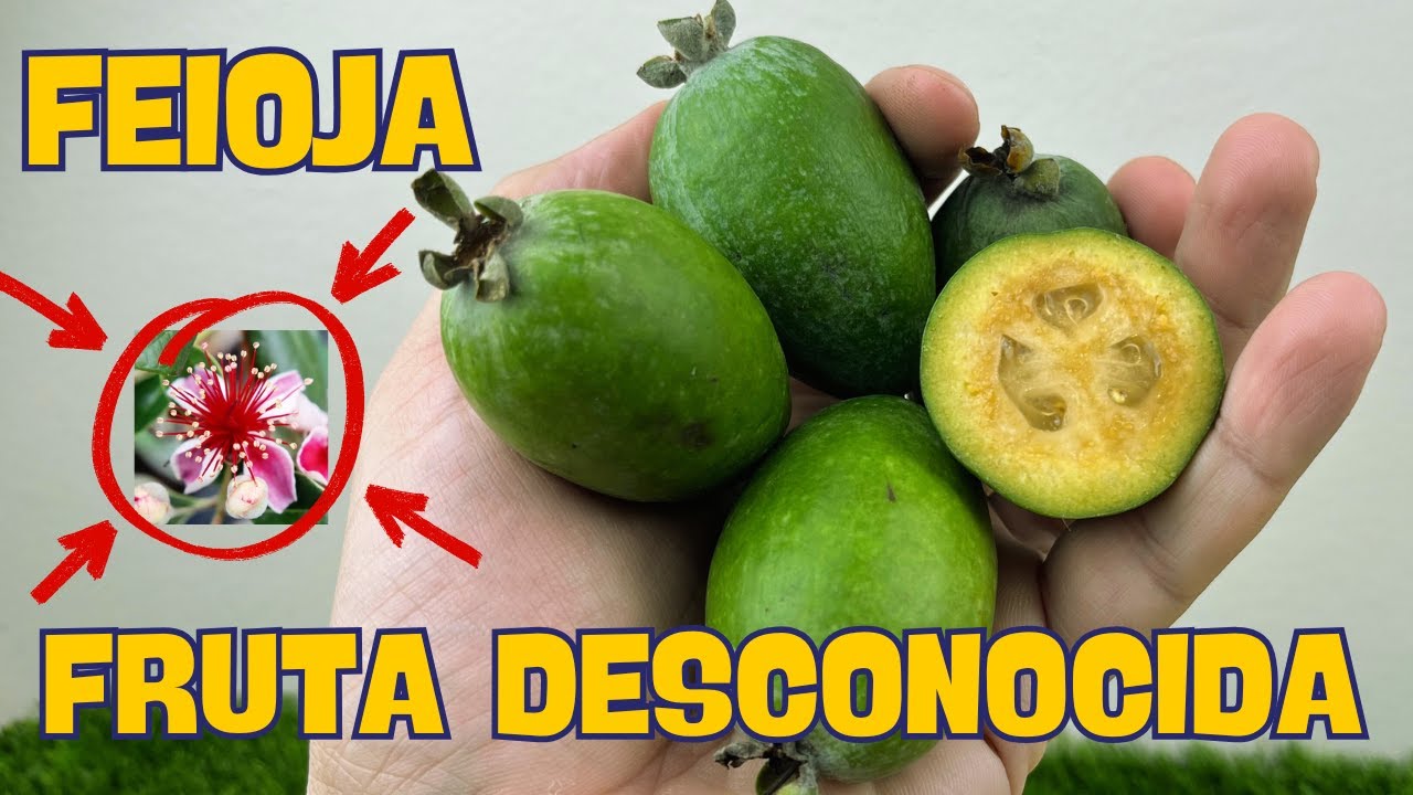 La FEIJOA o GUAYABO de BRASIL. la FRUTA M&Aacute;S DESCONOCIDA.  A que Sabe Realmente y C&oacute;mo Se Come