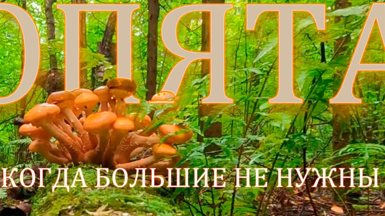Опята.Когда большие не нужны.