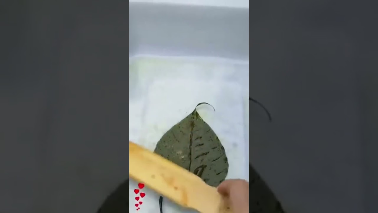 Removing chlorophyll from a leaf to make it transparent&hellip;