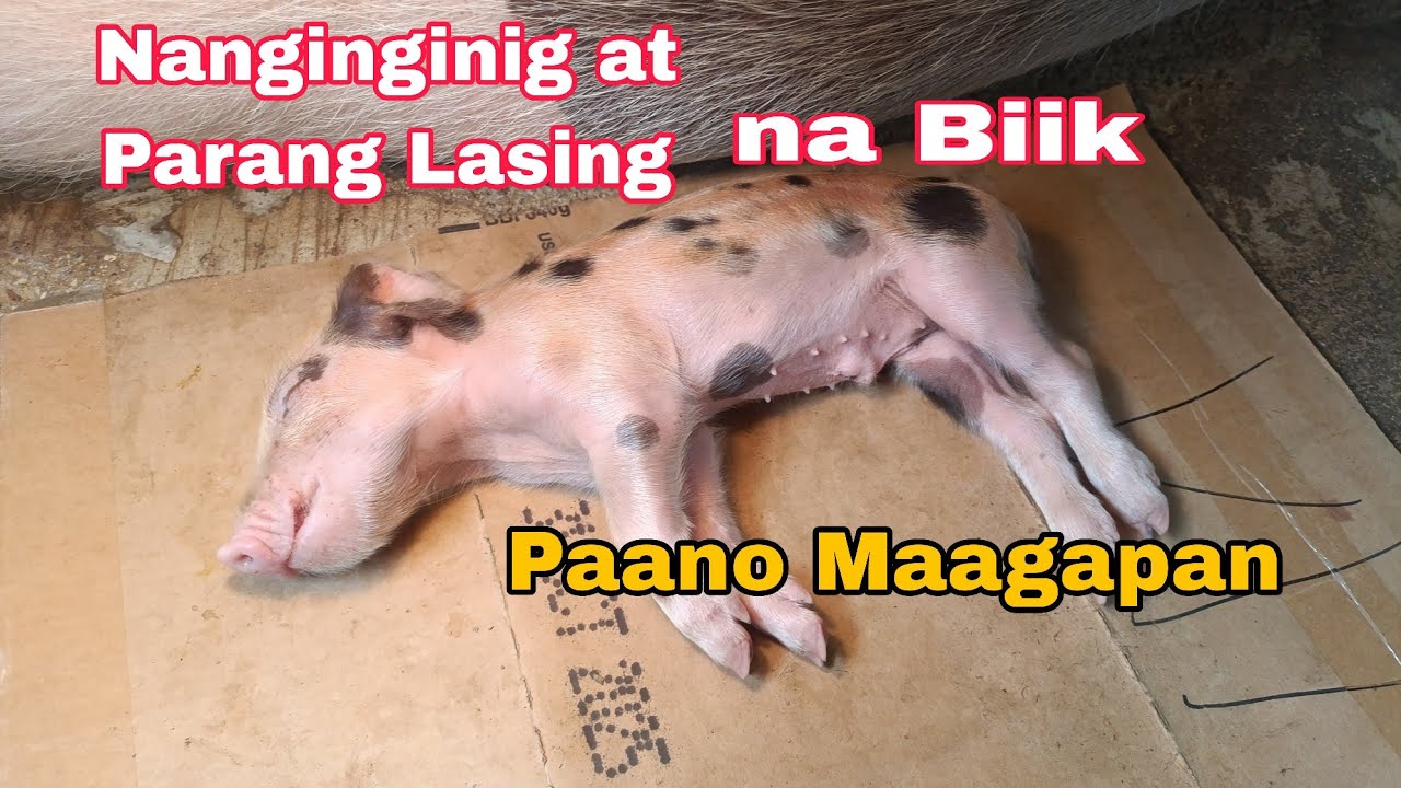 Ang Lunas sa nanghihina, Nanginginig, parang lasing na biik
