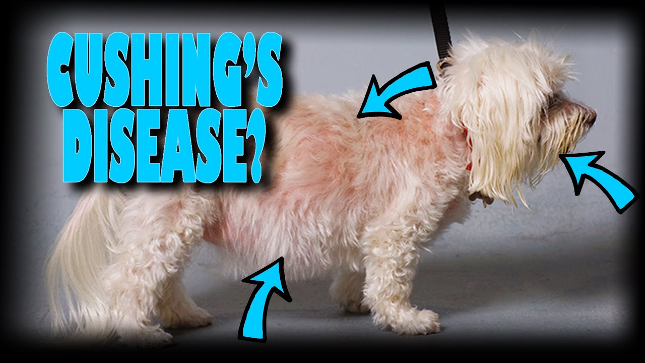 My dog has Cushing's disease, Now what?