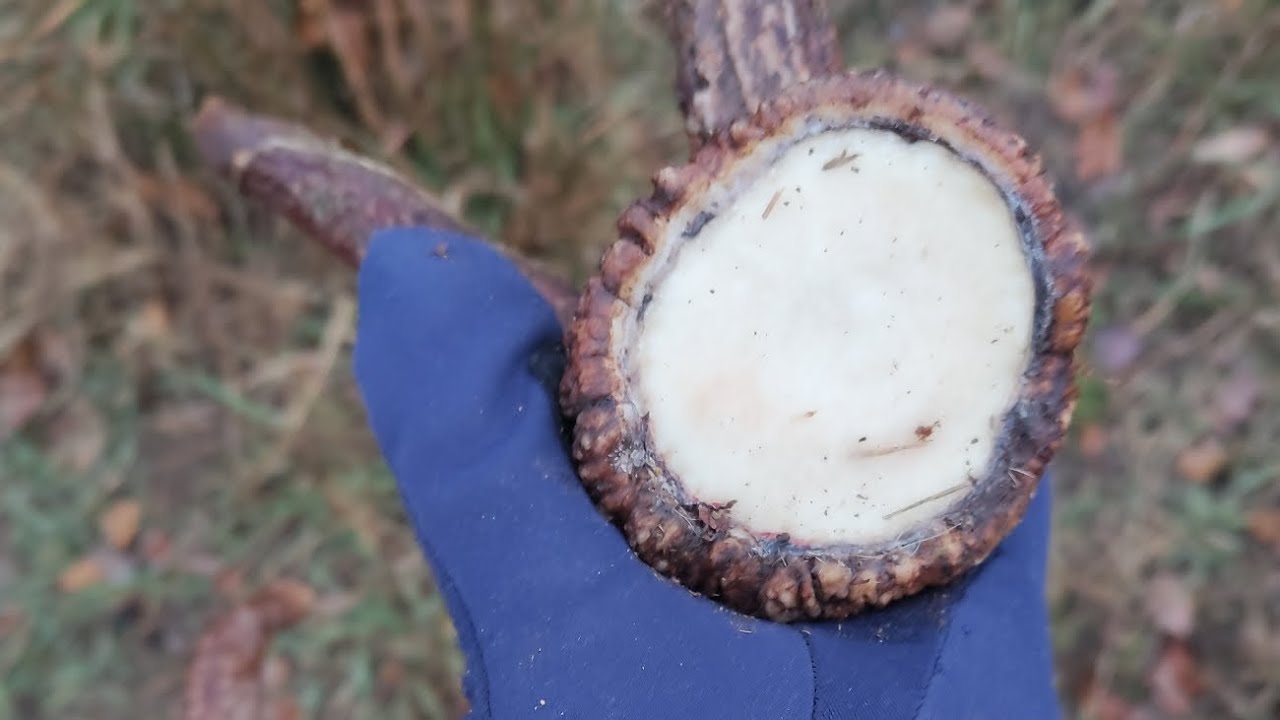 Palchi Cervo 2024