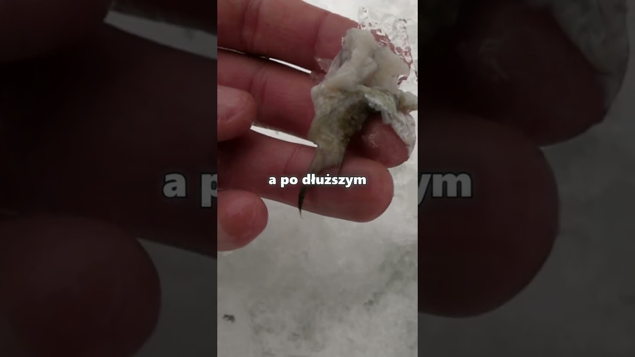 Kłusol na Działce?