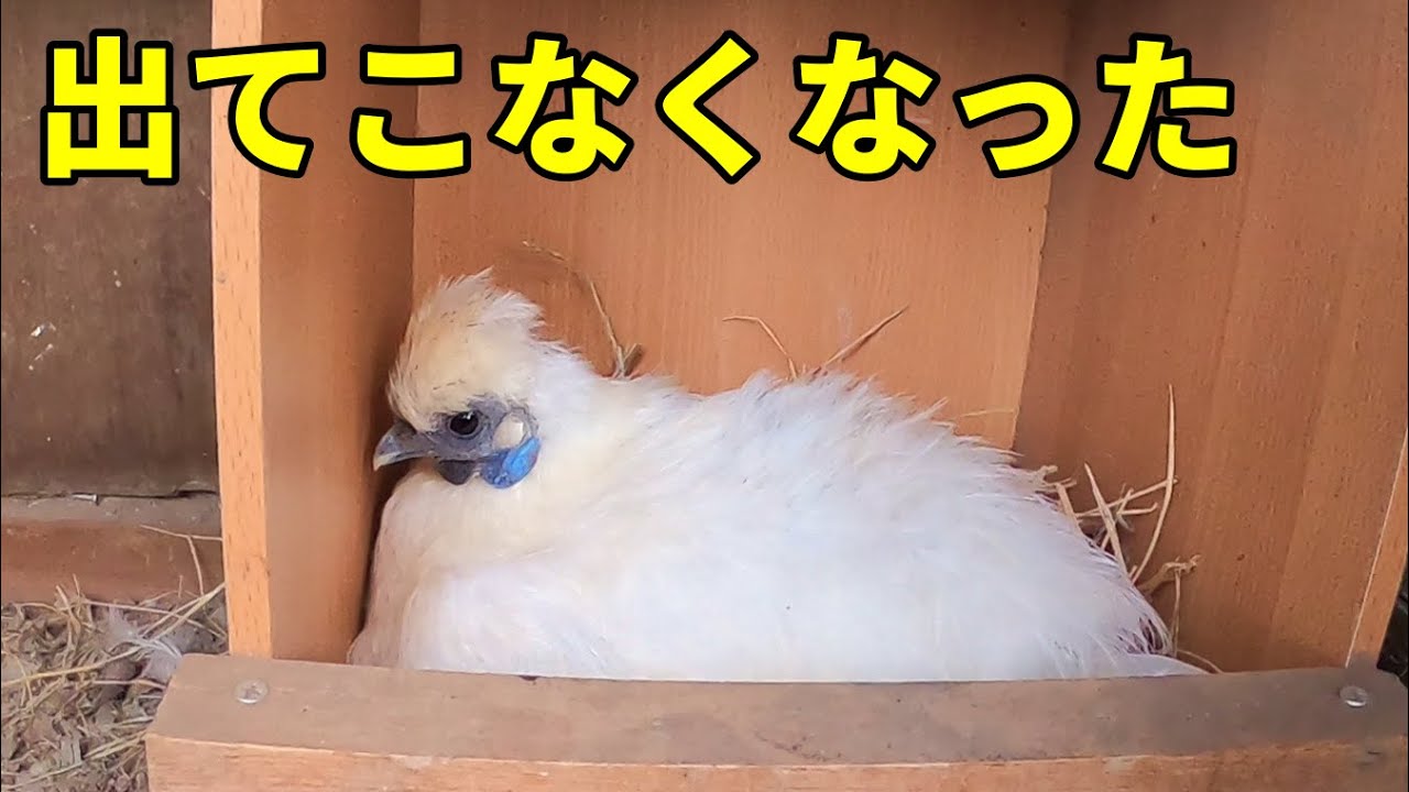 前日まで元気に散歩していたメス鶏が動いてくれません… 326話目