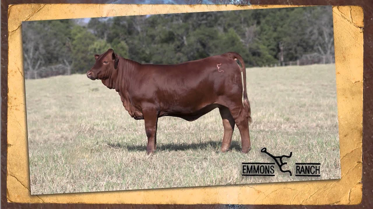 BEEFMASTER BREEDERS UNITED - April 2013