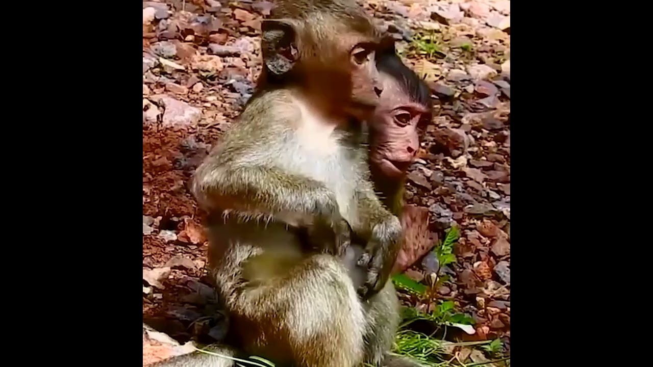 Why Mom don't give banana to baby monkey, He's hungry crying loudly