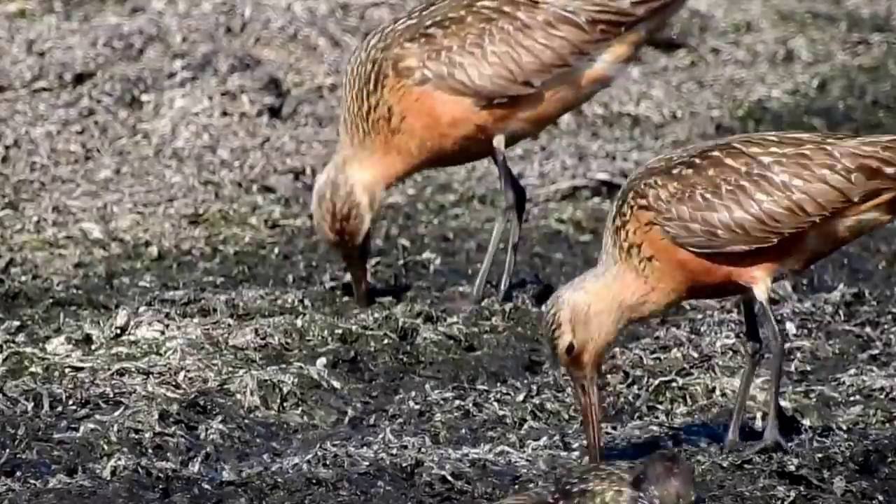 Bar-tailed Godwit (Limosa lapponica) Myrspov