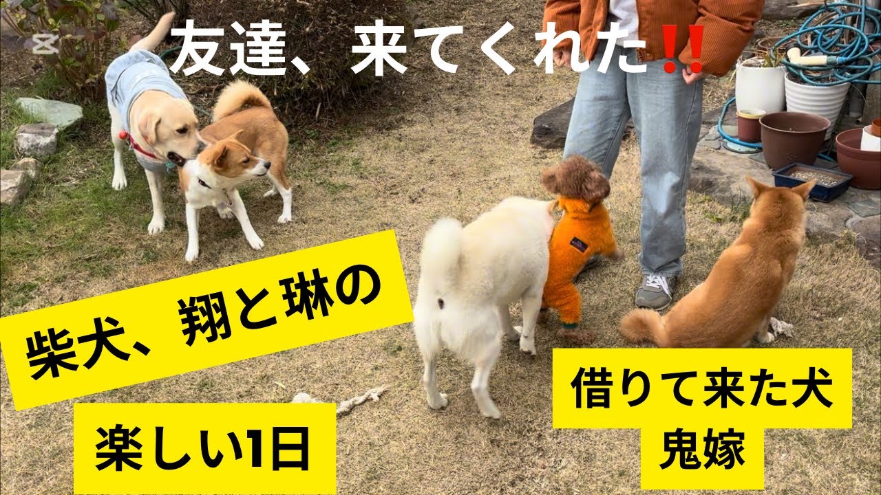 #柴犬＃白柴＃赤柴＃ご飯#散歩＃掃除#おともだち＃ヤンチャガール ＃多頭飼い＃犬のいる生活＃癒し＃可愛い#楽しい1日#6ヶ月＃5才＃嫁＃優夫
