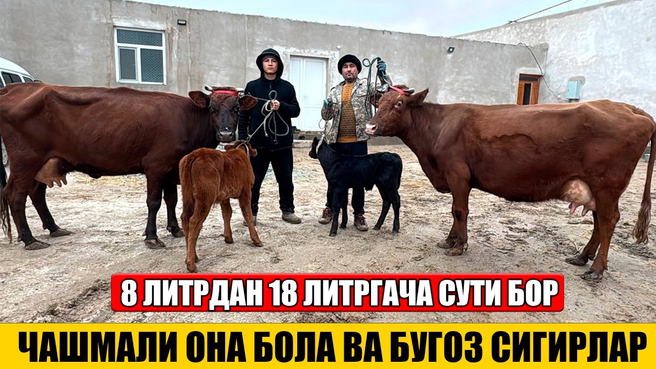 ФЕРМА ХОНАДАН ЧАШМАЛИ ОНА БОЛА ВА БУГОЗ СИГИРЛАР 10-02-2026