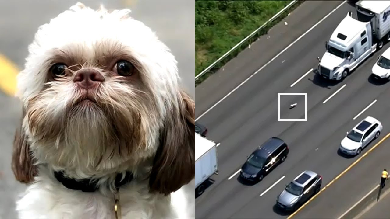 Little dog named Astro recovering after chase on interstate