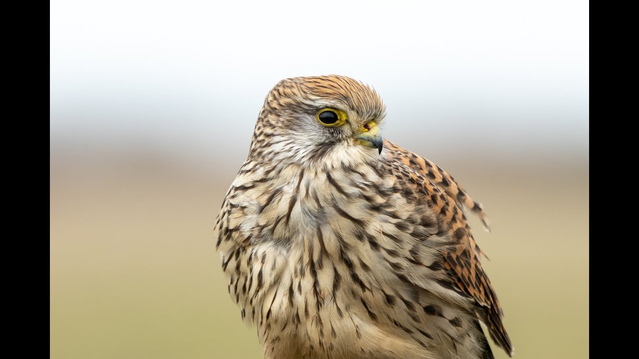 Der Turmfalke - Common Testrel