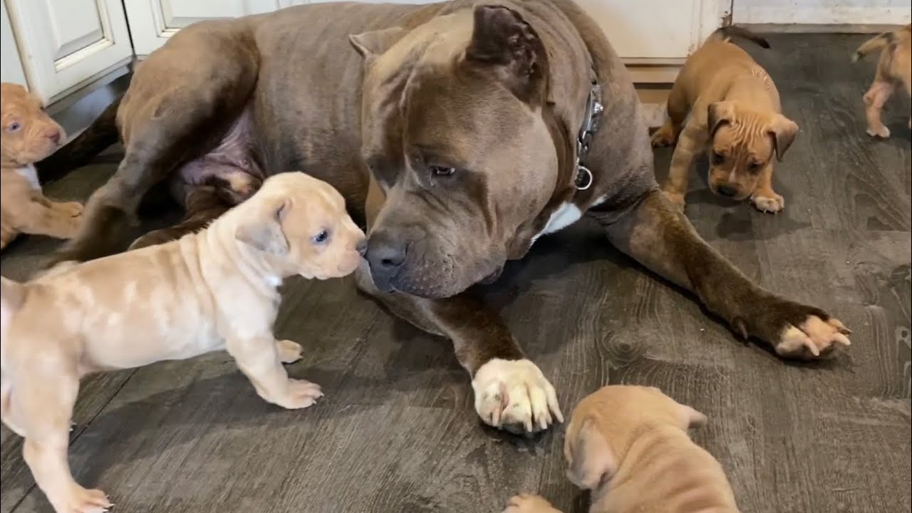 Puppies meet King Kong, they&rsquo;re really starting to get playful now! They just don&rsquo;t stop 🥰