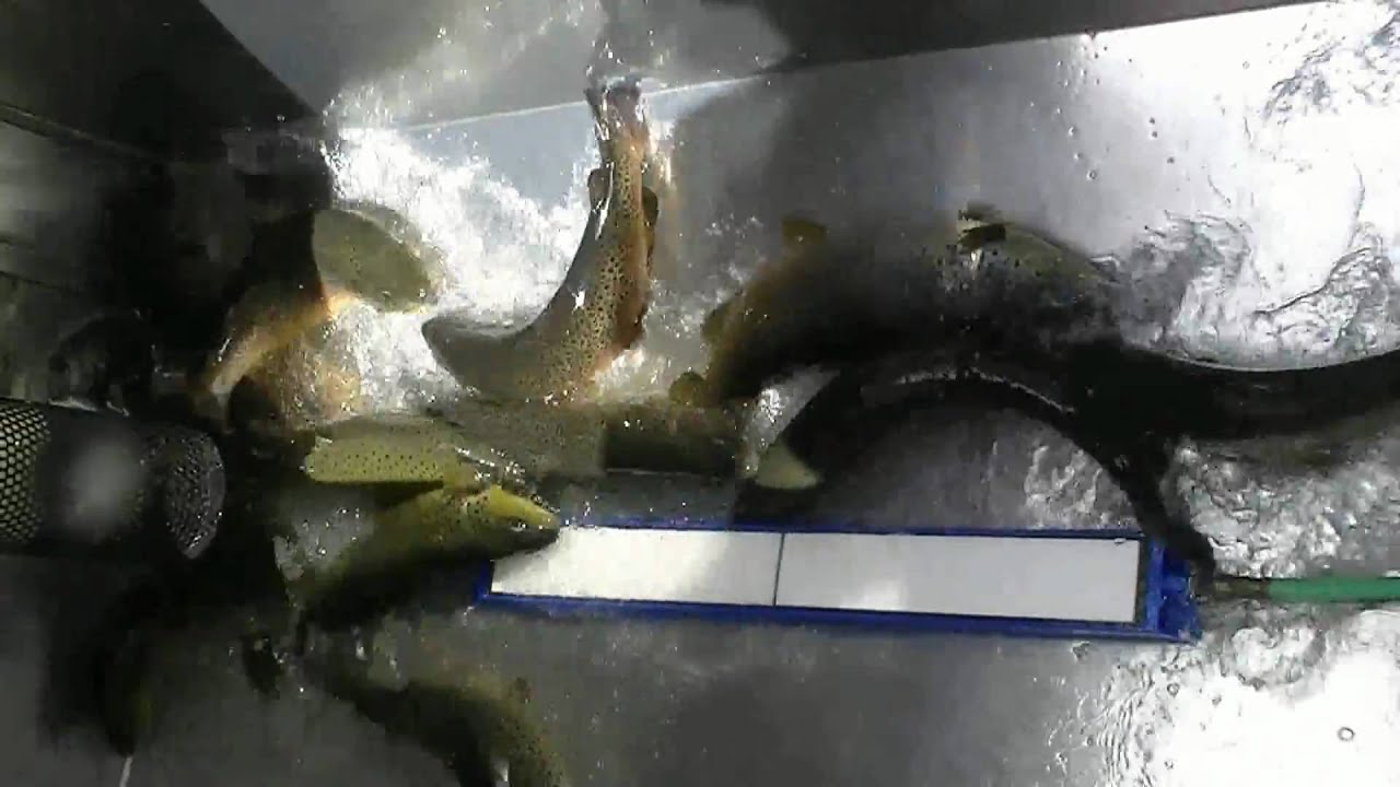 Double Stocking -  PART 1 BROWN TROUT, PART 2 HUGE TAILWALKERS !!