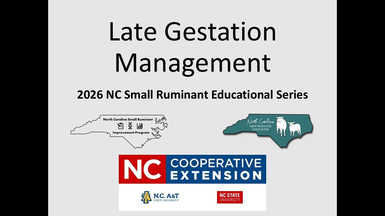 Small Ruminant Late Gestation Management Webinar January 22, 2026