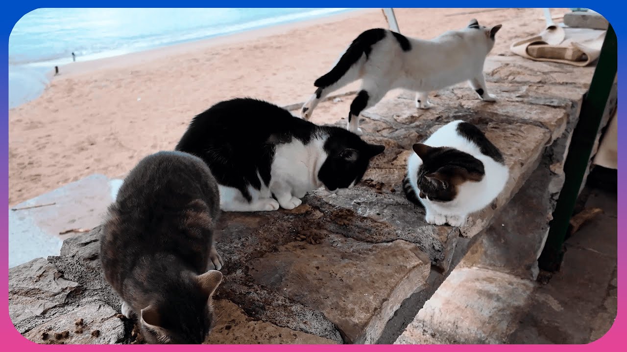 One cat eats while the others just watch [4К 60FPS] ASMR