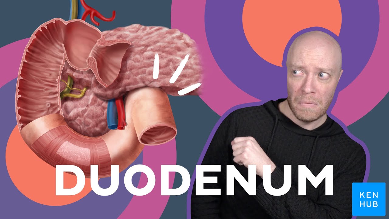 Meet the duodenum | Kenhub