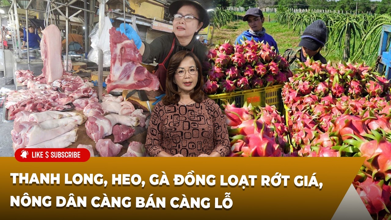 Tin Tổng Hợp LSTV P2 (11-09-2026) Thanh long, heo, g&agrave; đồng loạt rớt gi&aacute;, n&ocirc;ng d&acirc;n c&agrave;ng b&aacute;n c&agrave;ng lỗ