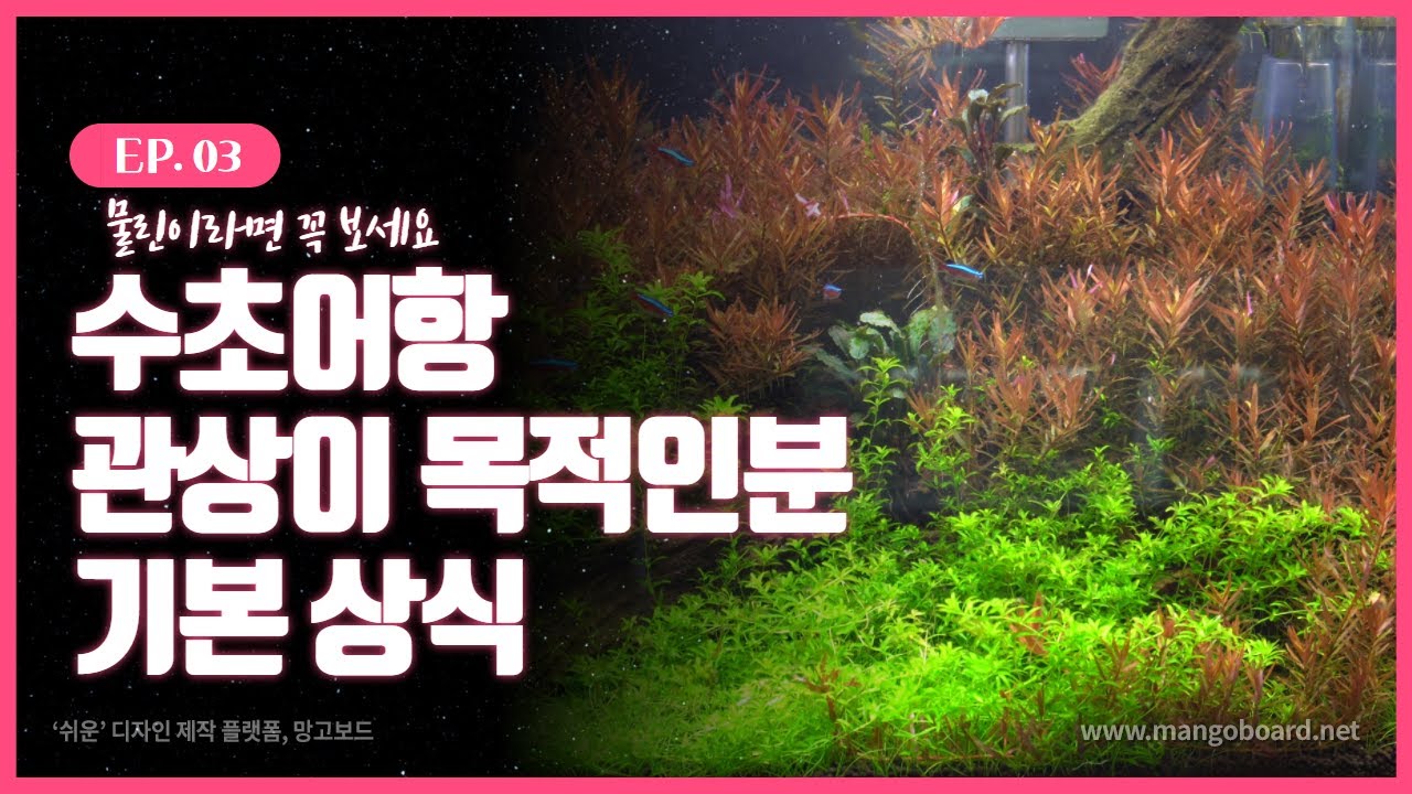 열대어 입문 수초어항이 목적일때/시리즈03번째