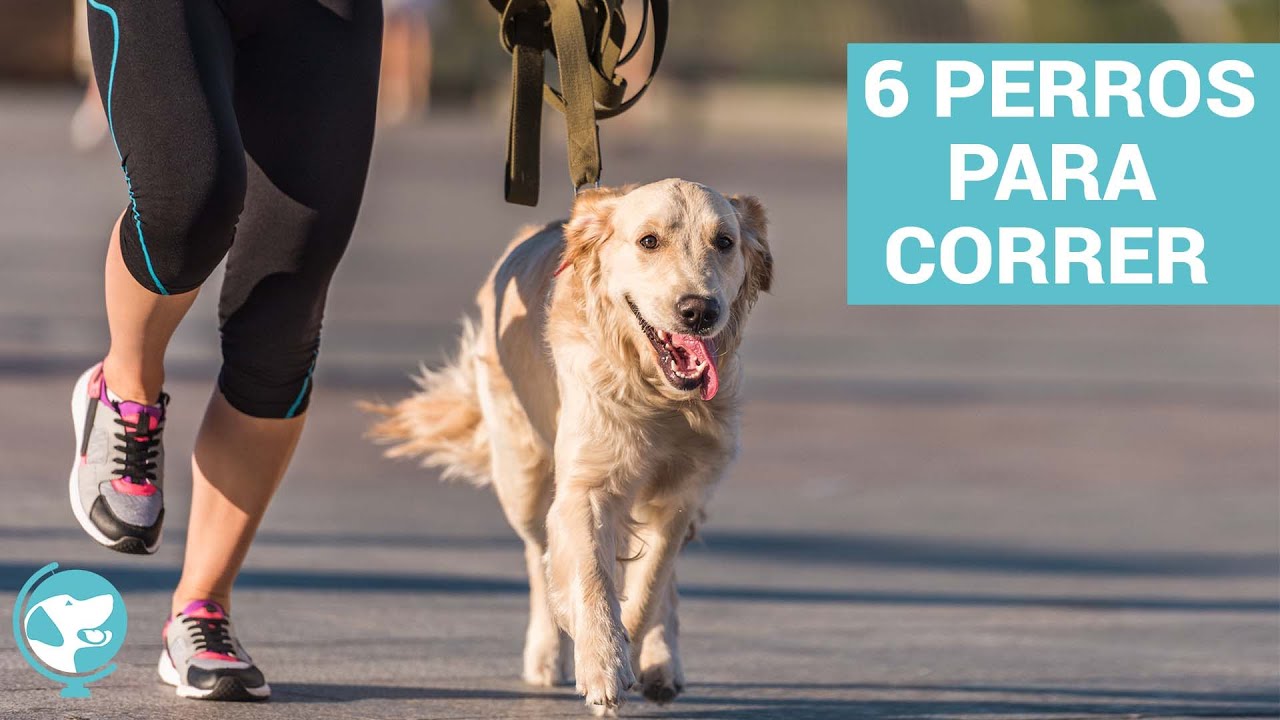 ¡Perros Deportistas! 🦮🏃🏻 6 Mejores Perros Para Correr