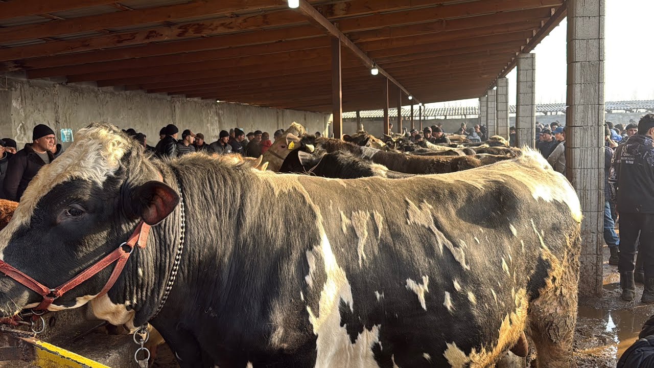 Beshariq mol bozori semiz boqma va yosh buqalar narhlari 15.02.2026yil