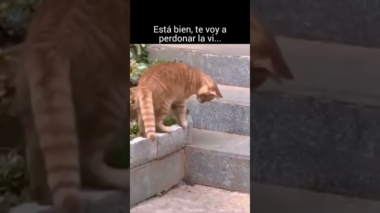 gato le perdona la vida 😱 