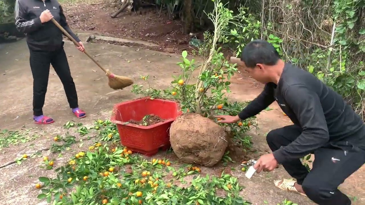 Quất chơi Tết xong các bác đừng vội vứt bỏ đi nhé #nhavuontamden