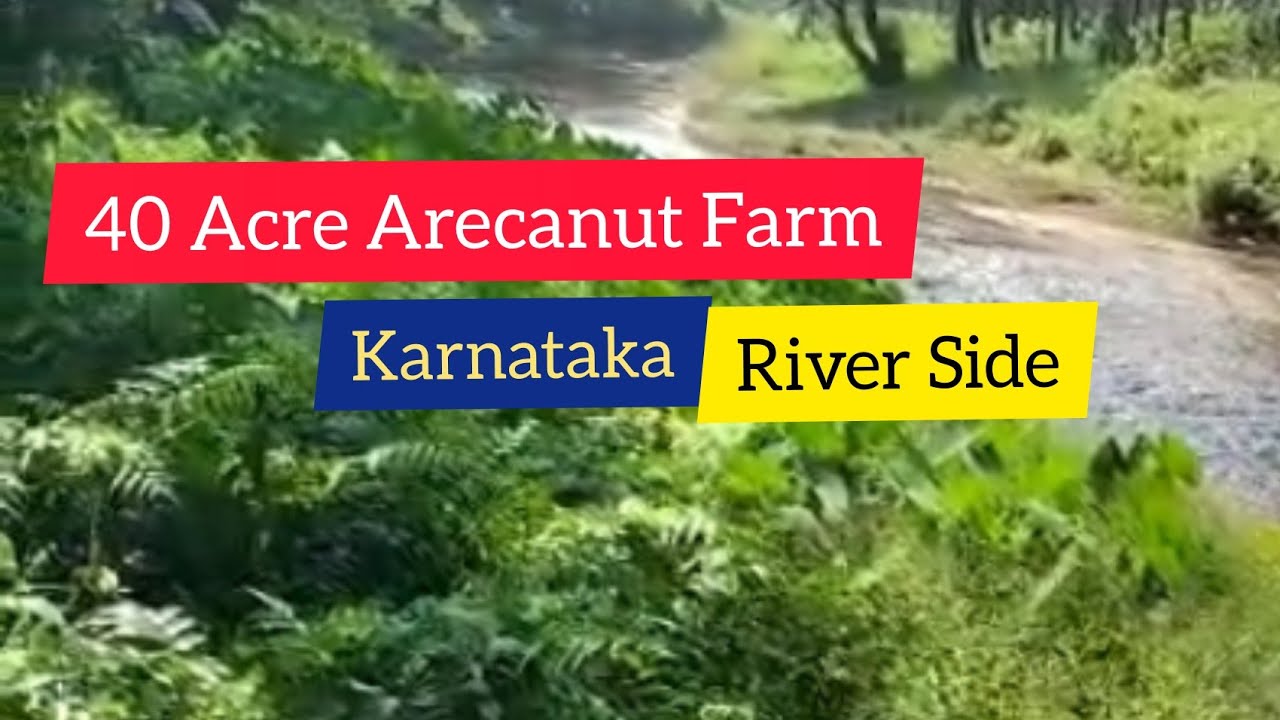 40 Acre Arecanut Farm On River Side | Karnataka | Dharmasthala (3.90 Cr)