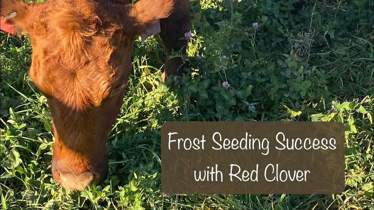 Frost Seeding Success with Red Clover