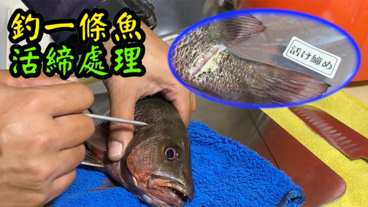 釣一條魚 活締處理