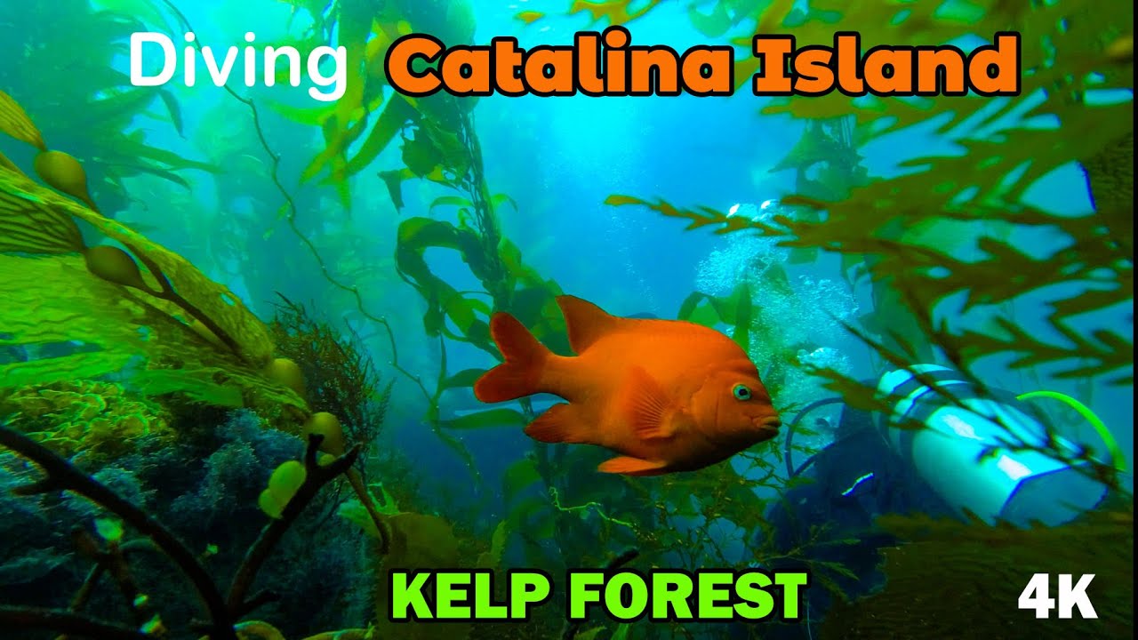Catalina Island,  Avalon Kelp Forest Dive 2022 4K