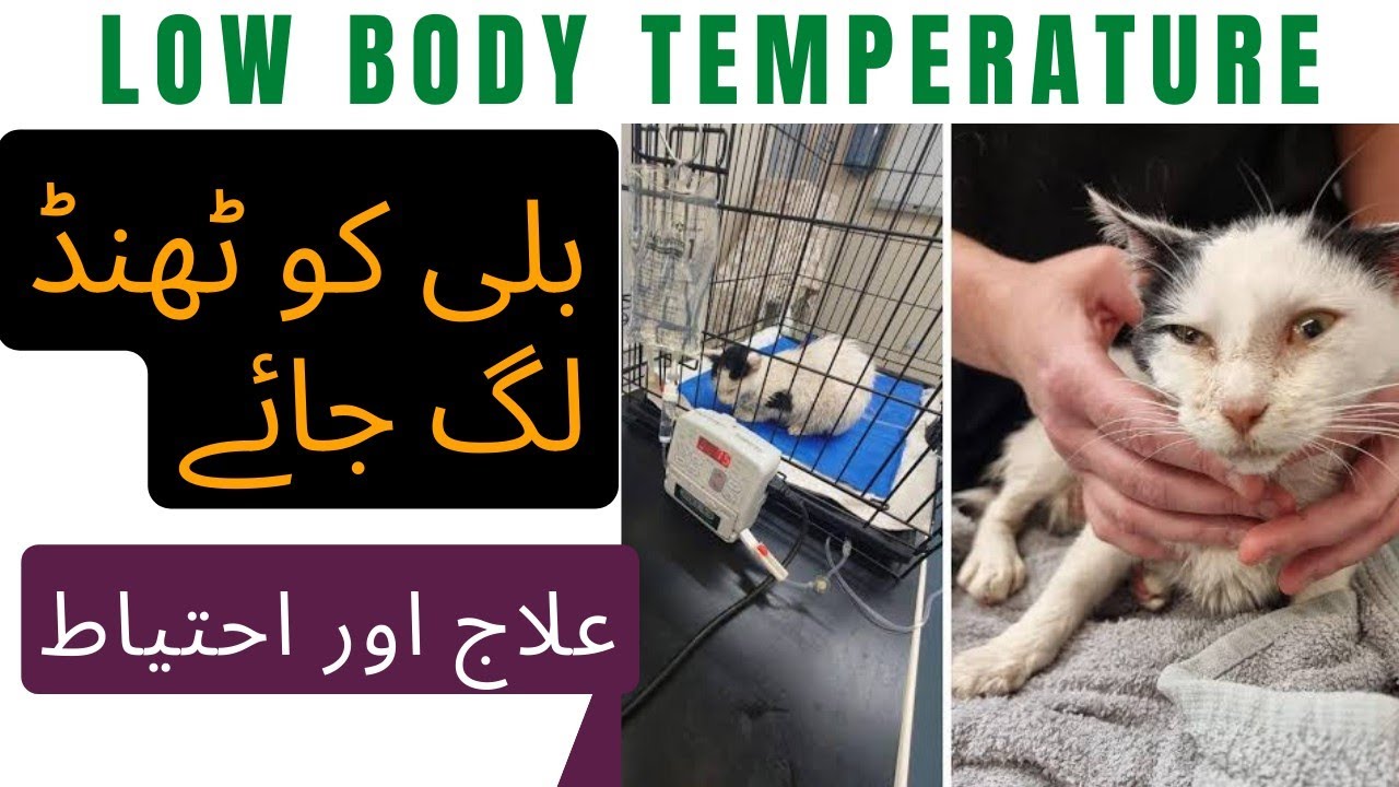 Treatment cat low body temperature || Cat cold body reasons || Animalia Dot Pk