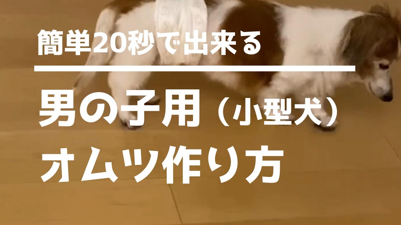 【おむつシリーズ第１弾】（👀実は簡単✨！）老犬介護からマナーベルトまで使える手作りオムツ🫢