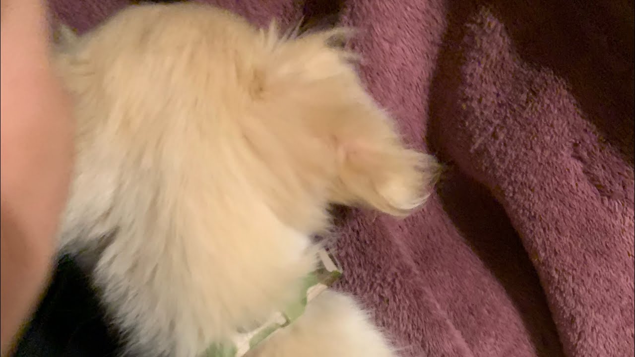 新しい家族ができました