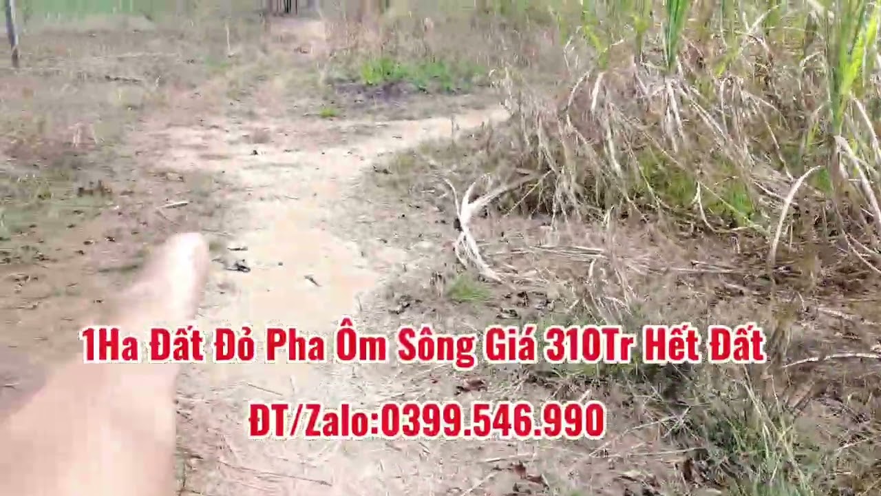 1Ha Đất Đỏ Pha Ôm Sông Lớn Đường Xe Ô Tô Vào Tận Nơi 